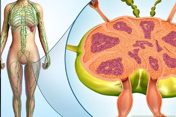 لنفوم و همه چیز در مورد آن