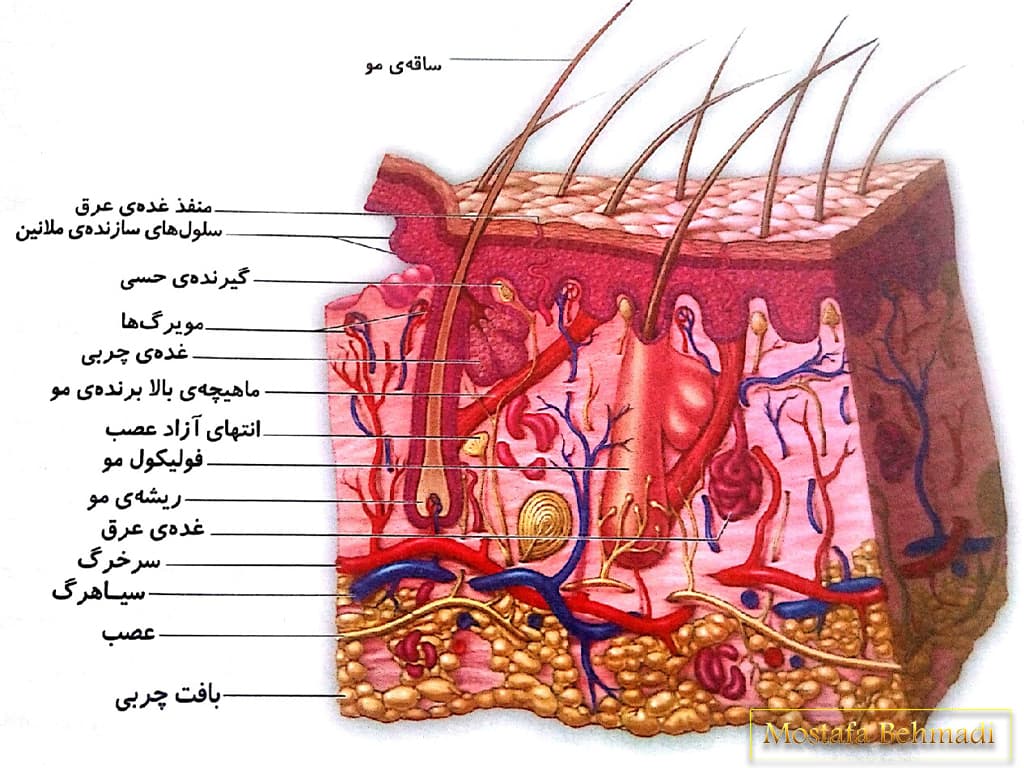 لایه های پوست